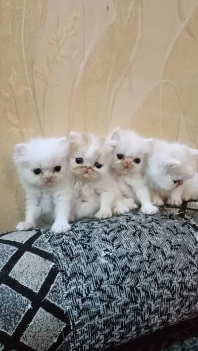 Peke/Persian kittens
