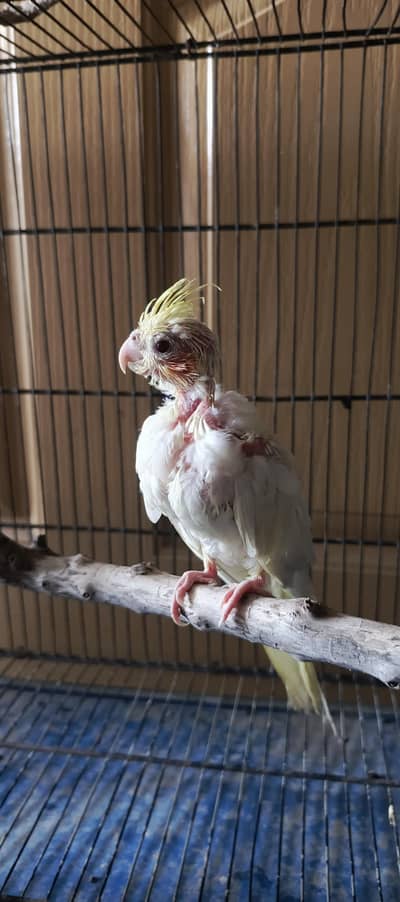 hand tamed cockatiel chick for sale