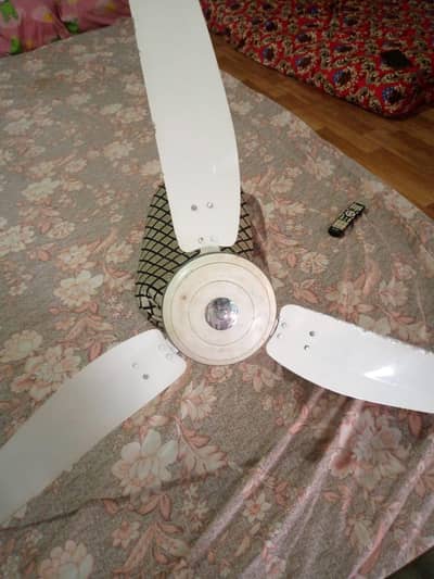 Royal fan
