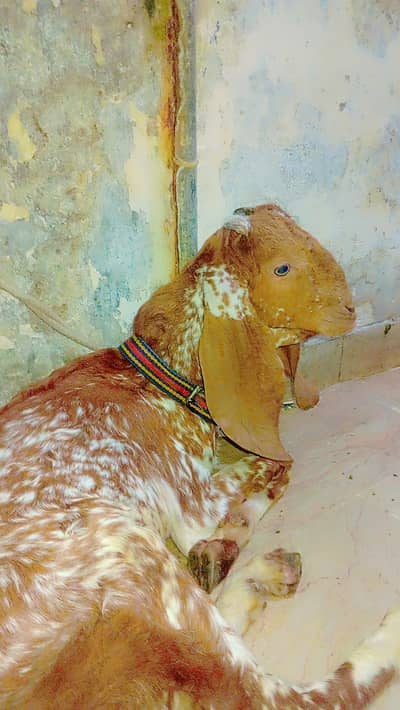 Bakra for sale