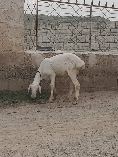 Dumba Tala Gung nasal