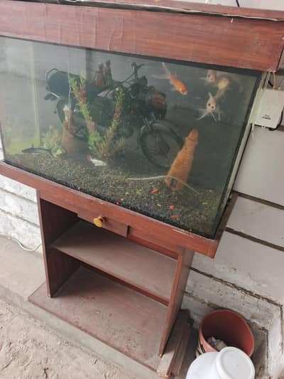 Fish Aquarium
