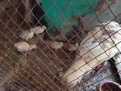 turkey birds baby for sale