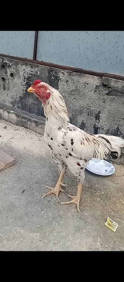 seal murgi murga contact number 03080055570