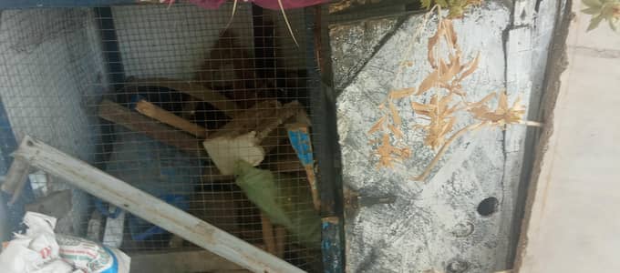 wooden large cage for sale