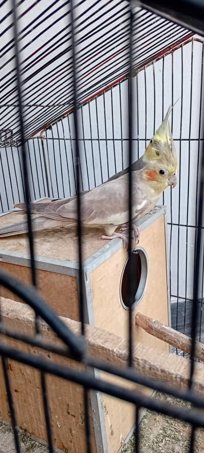 ghry jambo saize bareedr pair for sell. saghoda sahiwal road chawy wala