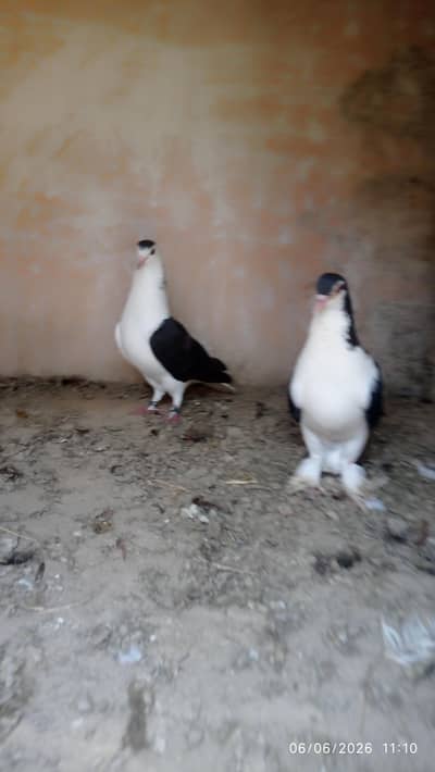 sherazi birds