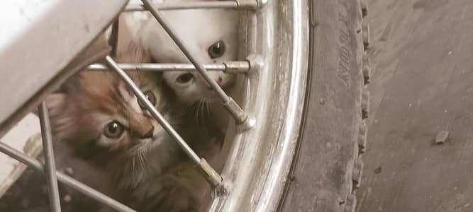 persion kittens for sale