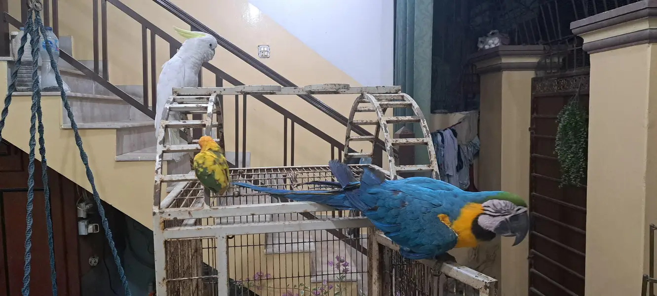 Blue Gold Macaw — photo 2