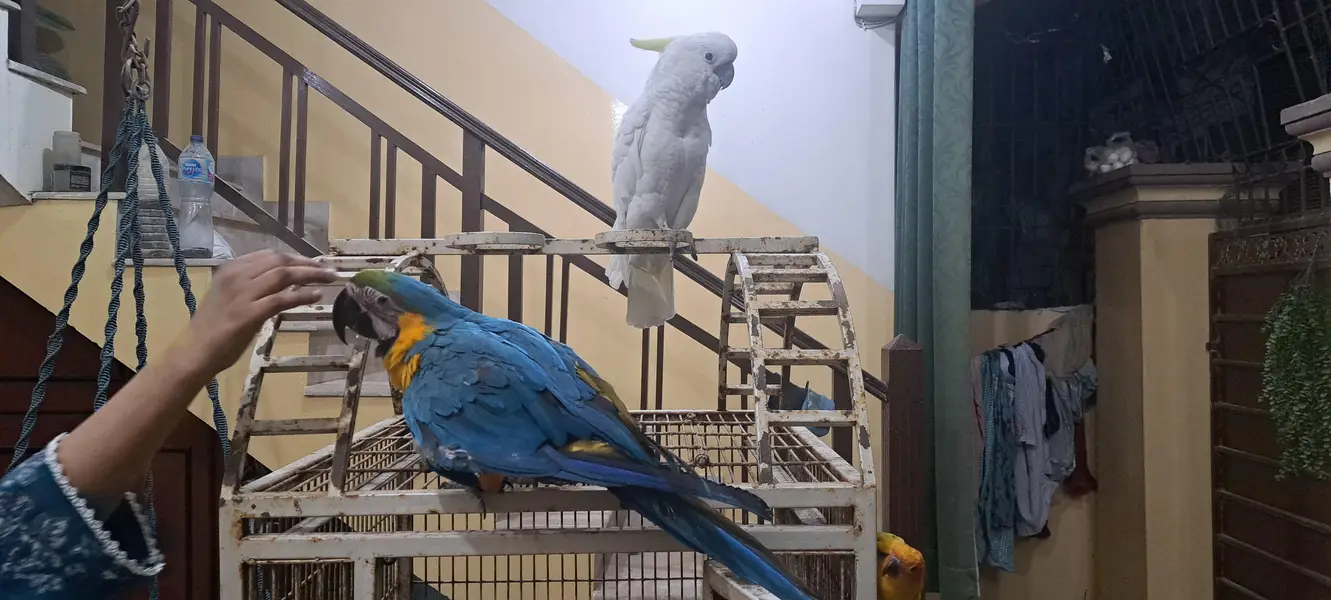 Blue Gold Macaw — photo 3