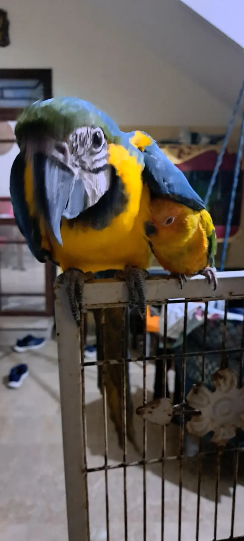 Blue Gold Macaw — photo 4
