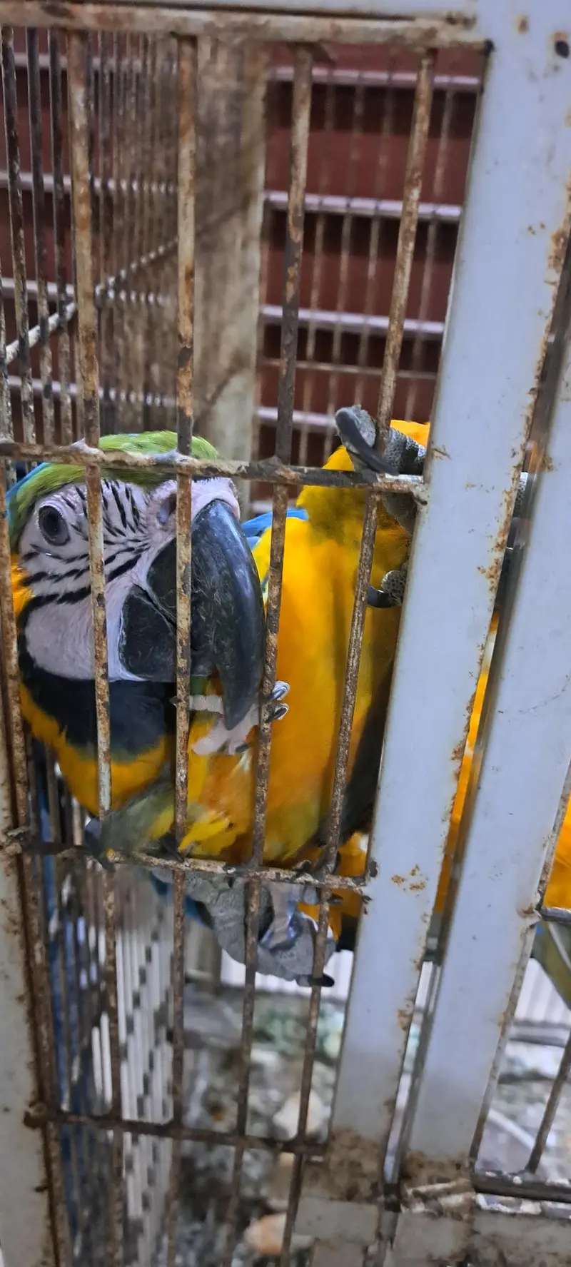 Blue Gold Macaw — photo 5
