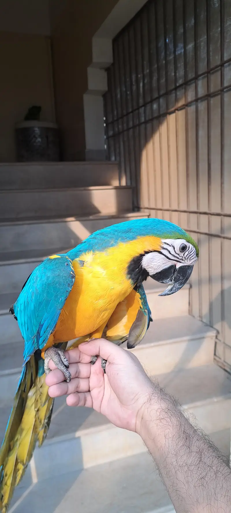Blue Gold Macaw — photo 6