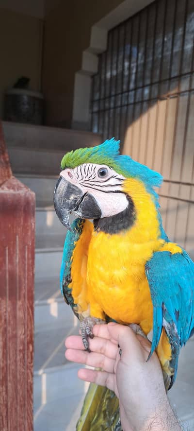 Blue Gold Macaw