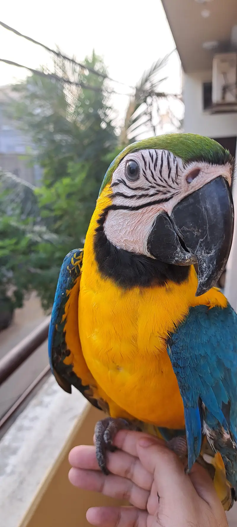 Blue Gold Macaw — photo 7