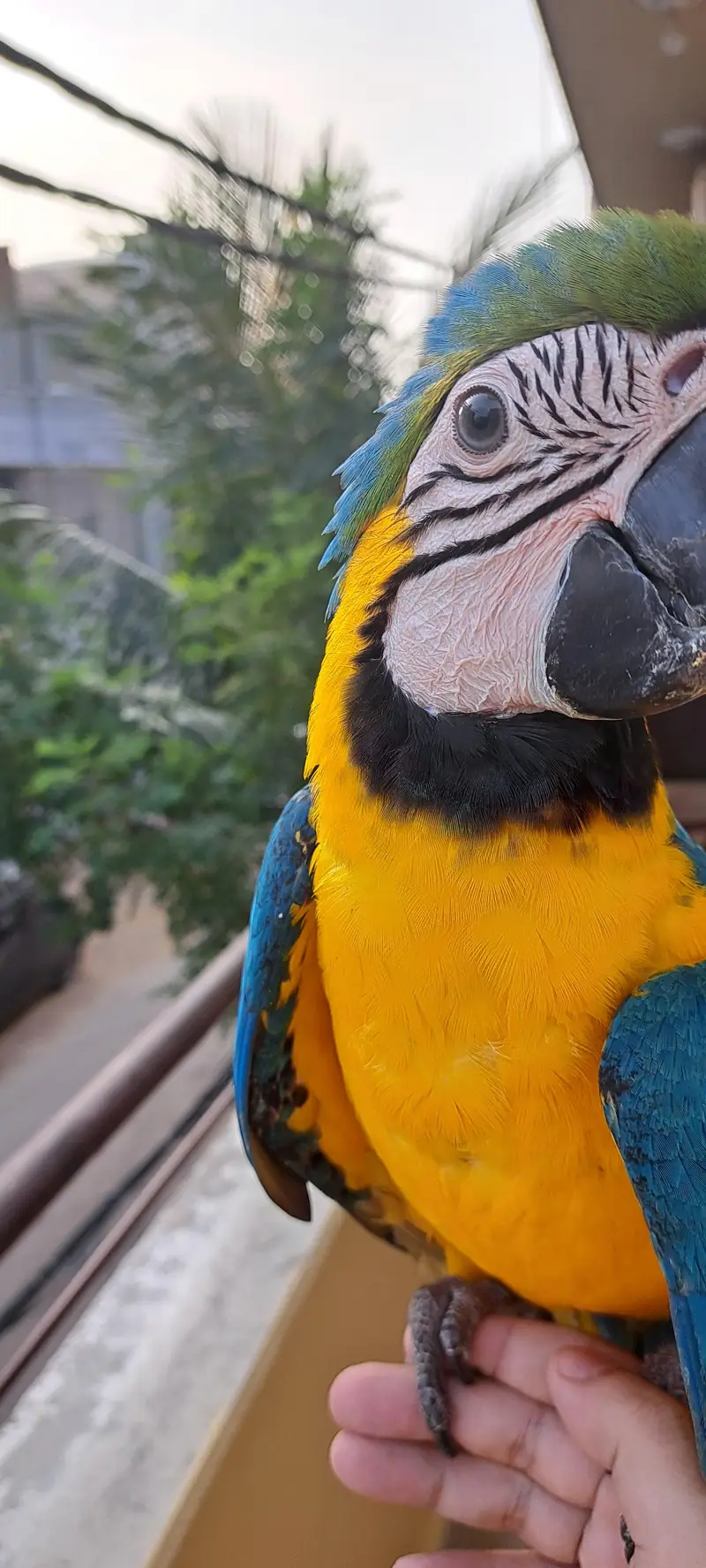 Blue Gold Macaw — photo 8