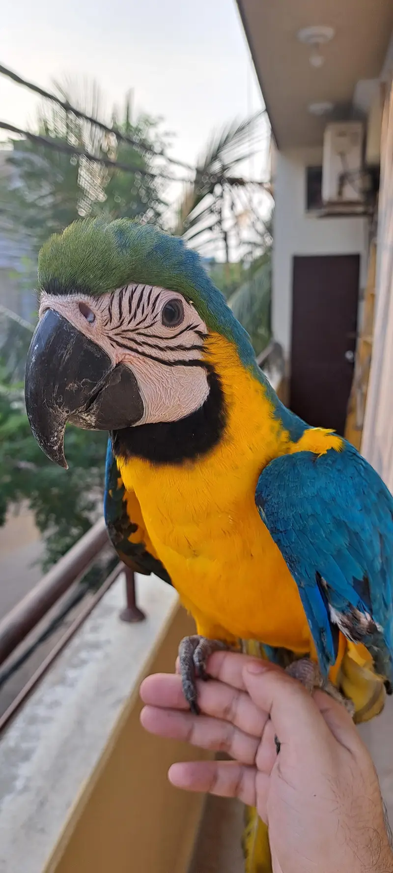 Blue Gold Macaw — photo 9