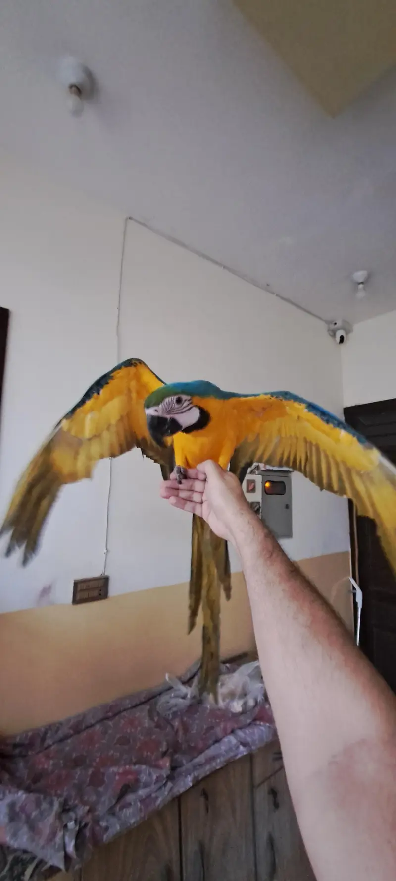 Blue Gold Macaw — photo 10