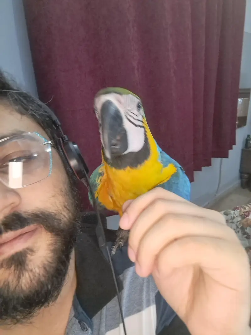 Blue Gold Macaw — photo 11