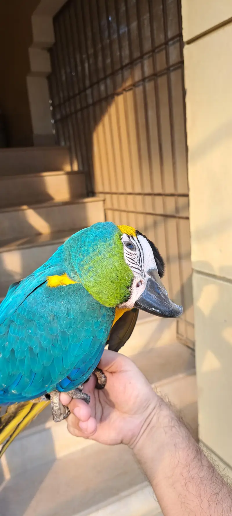 Blue Gold Macaw — photo 12