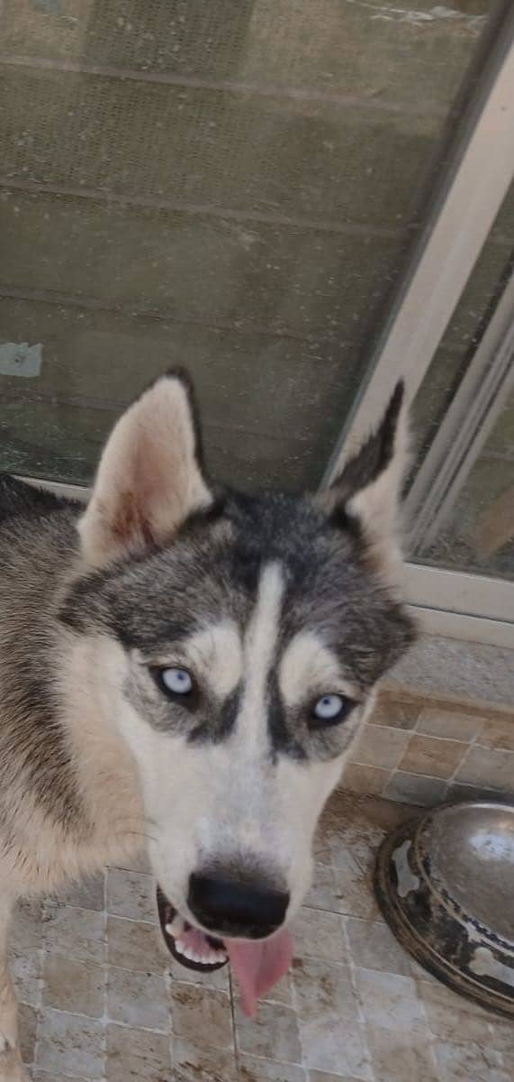 Huskies pair 0