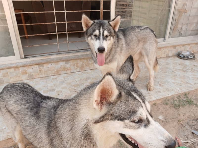 Huskies pair 1