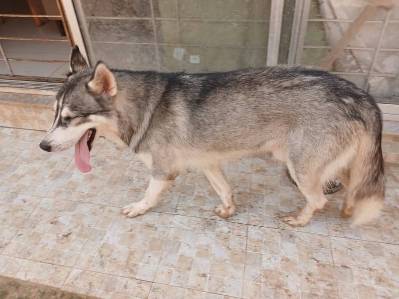 Huskies pair 2