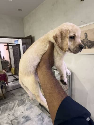 Labrador Pedigree Vaccinated female
