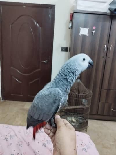 African Grey Parrot