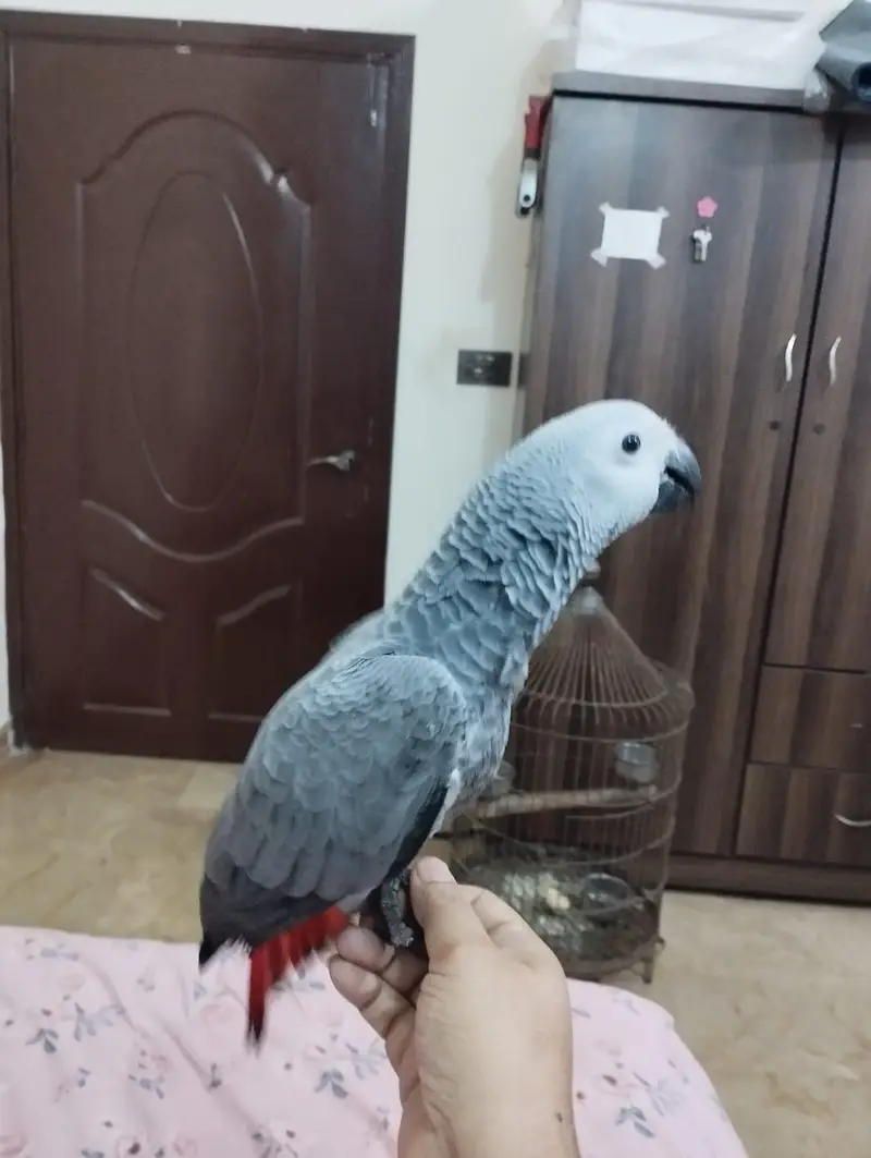 African Grey Parrot