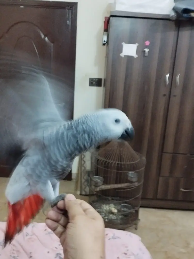 African Grey Parrot — photo 2