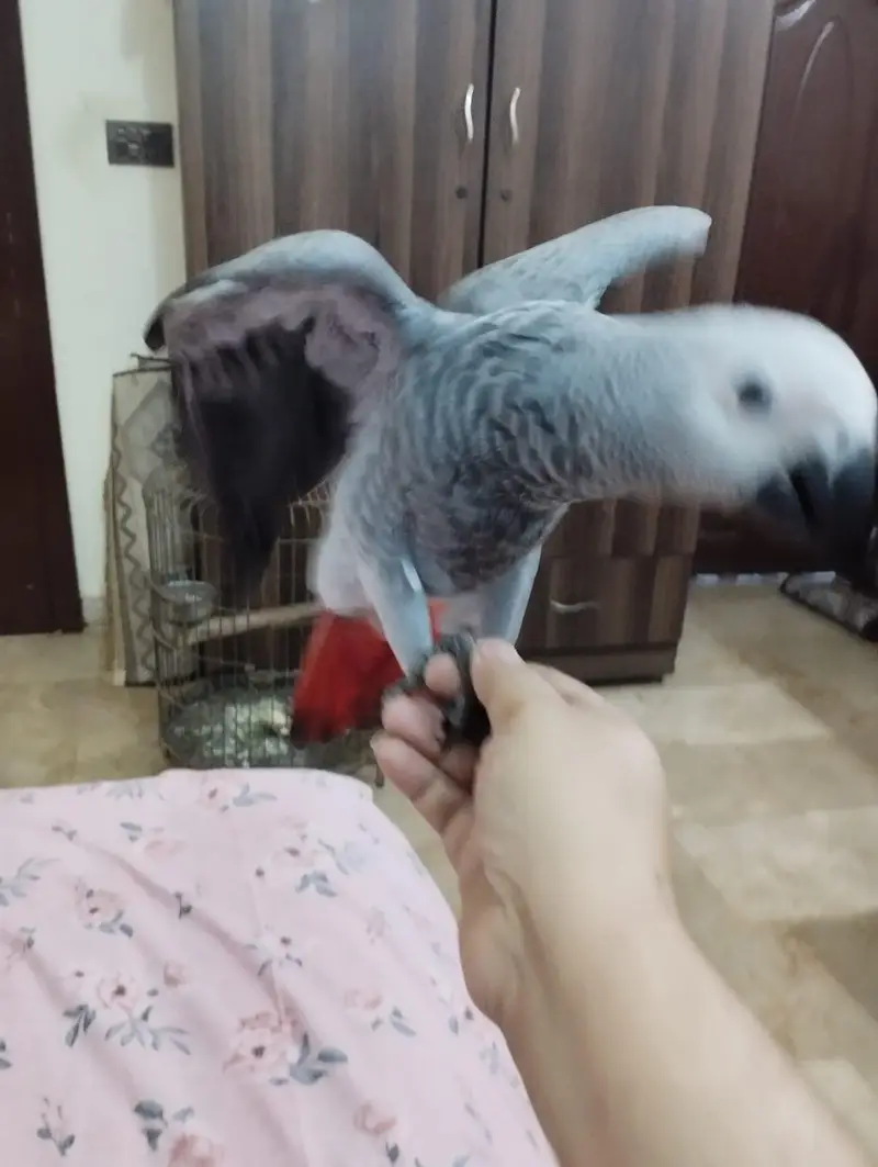 African Grey Parrot — photo 3