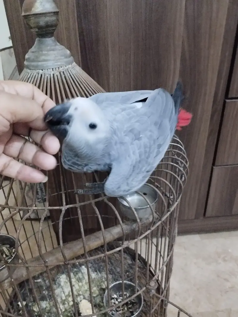 African Grey Parrot — photo 4