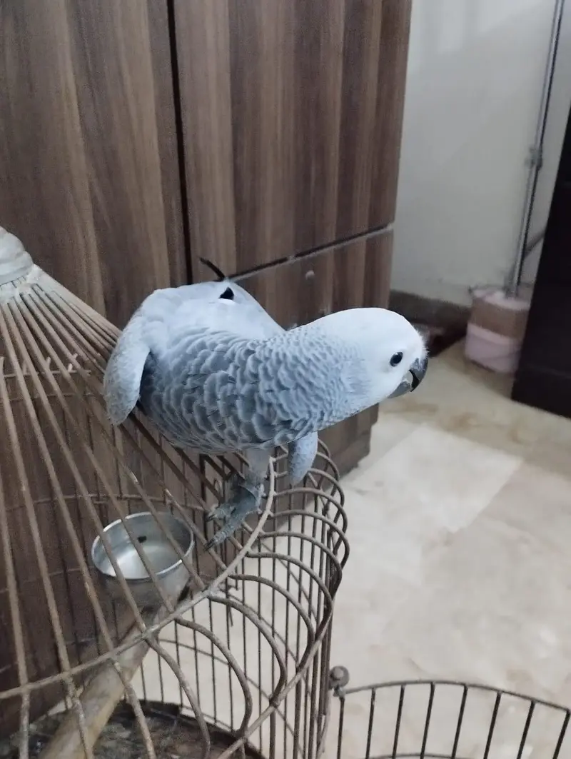 African Grey Parrot — photo 5