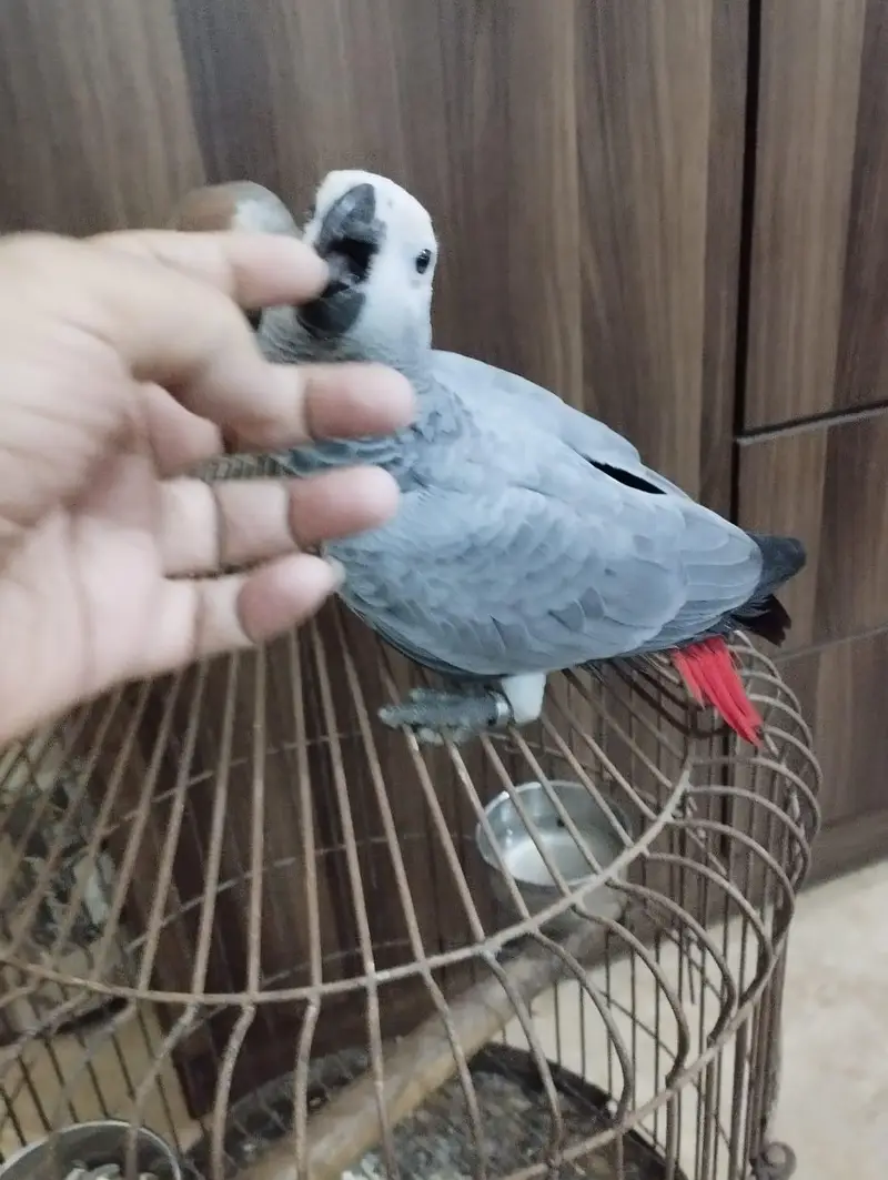 African Grey Parrot — photo 6