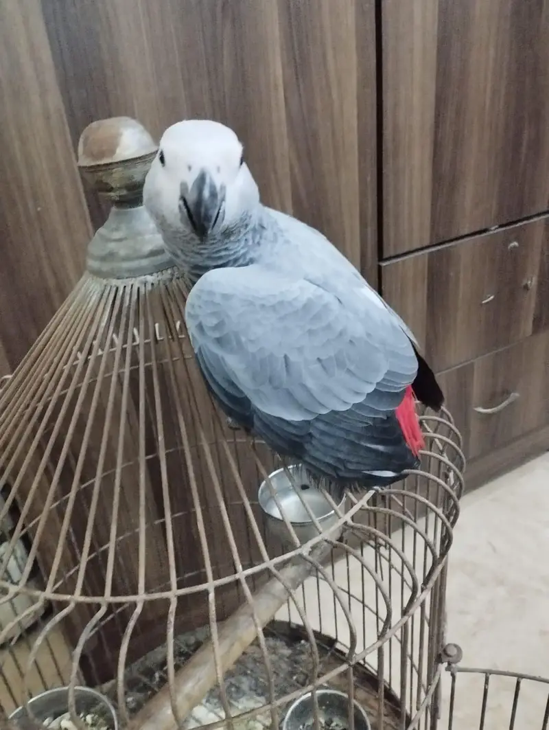 African Grey Parrot — photo 7