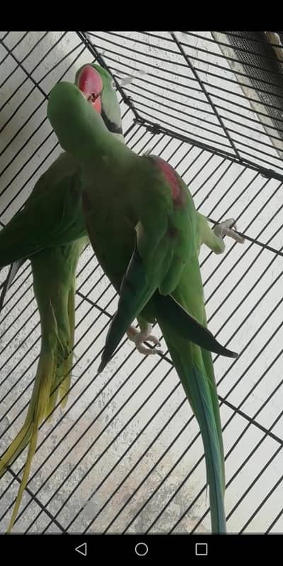 raw parrots