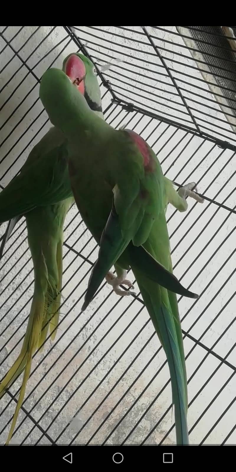 raw parrots 0