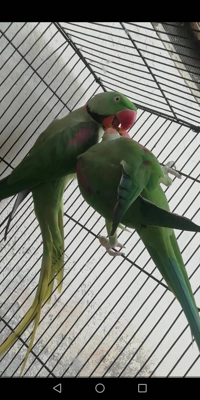 raw parrots 1