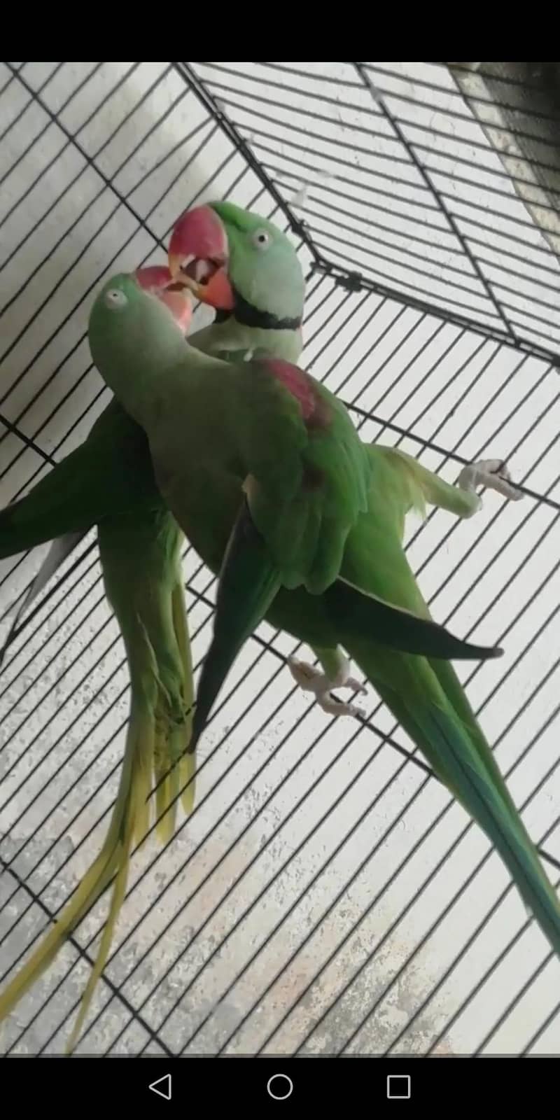 raw parrots 2