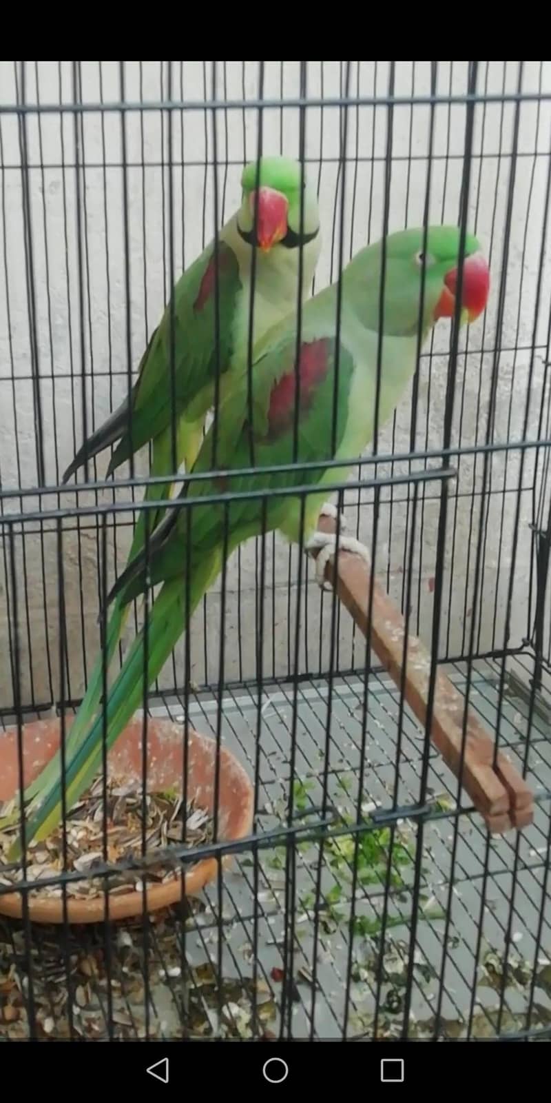 raw parrots 3