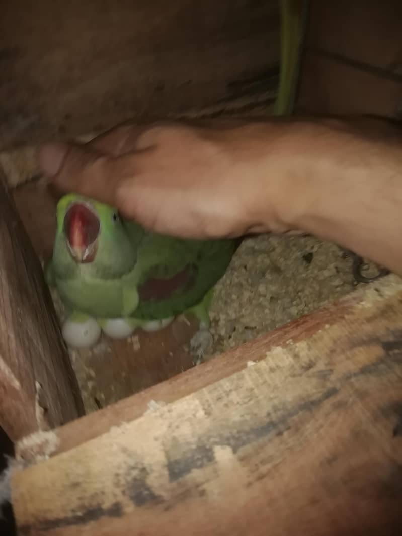 raw parrots 4