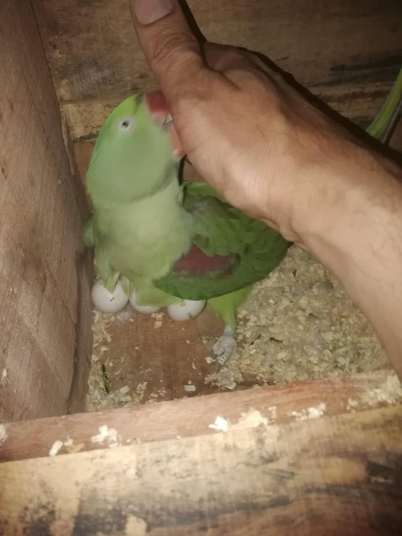 raw parrots 5