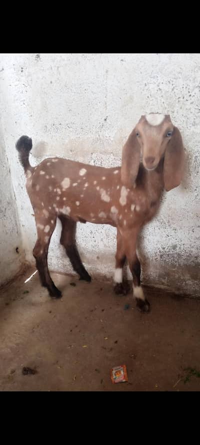 3  bacchy hai 2 female 1 male