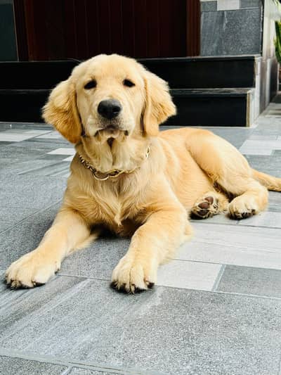 home breed