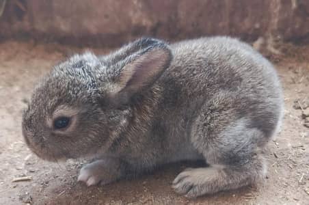 Healthy Flemish Giant Rabbits for Sale