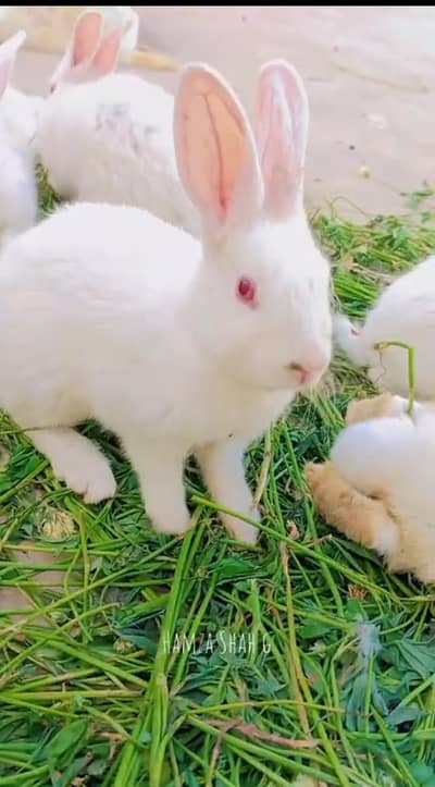 Australian boy rabbit