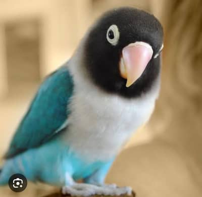 Love Birds and Conures For Sale