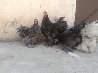 Top Class Blue Bantam Set