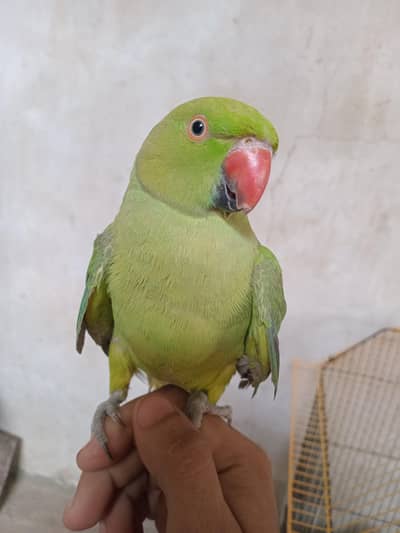green ring neck parrot 
